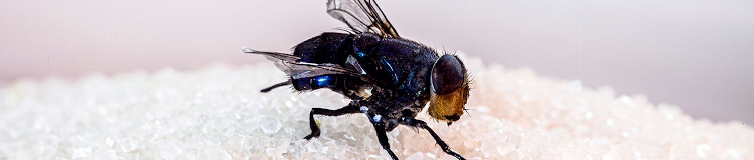 Flugor Flugor inomhus